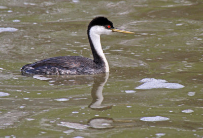 Western Grebe 2016-05-29