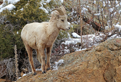 Rocky Mountain Bighorn Sheep 2016-04-16