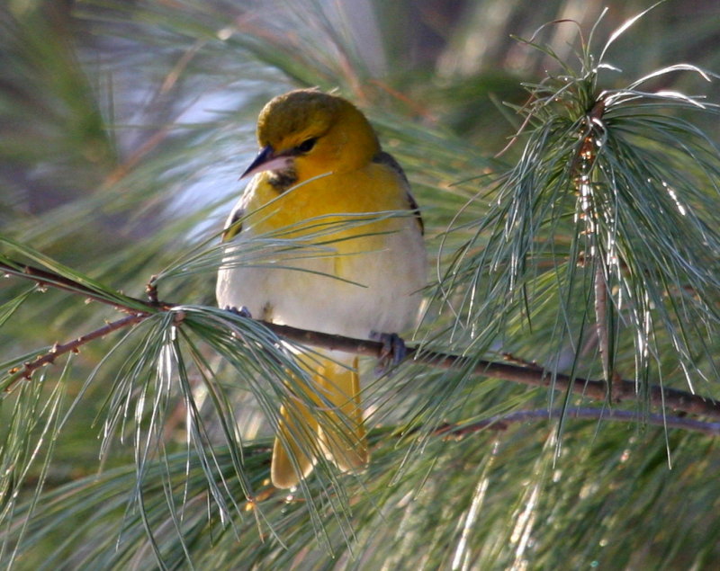 Bullocks Oriole 01 Chelmsford Ma