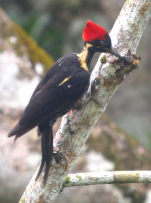 Lineated Woodpecker 02