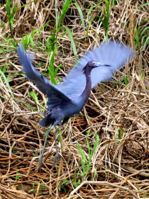 Little Blue Heron Flight 01