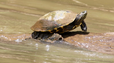 Rio Frio Turtle 01