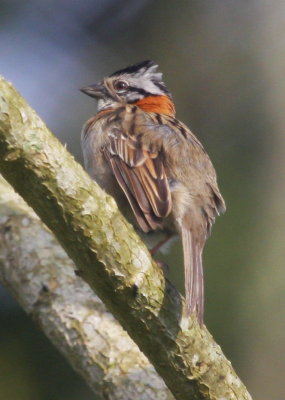 Rufous Collared Sparrow 02