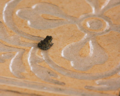 Tiny Frog on our front porch 01