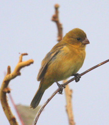 Yellow-bellied Seedeater 01