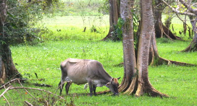 Grazing cow with Cattle Egret 01.jpg
