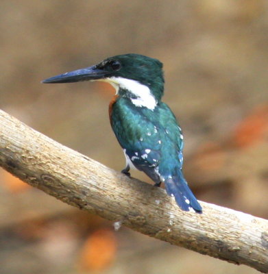 Green Kingfisher male 01