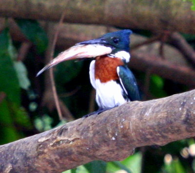 Green Kingfisher trying to swallow large fish 01