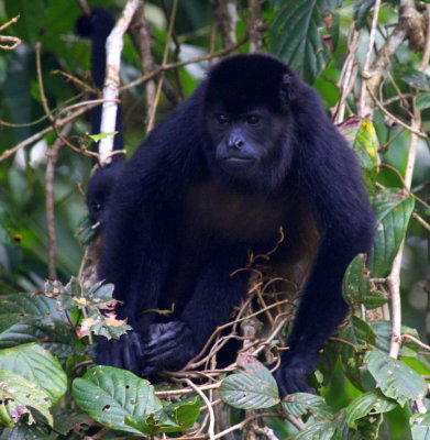 Howler Monkey with Baby 01