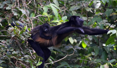 Howler Monkey with baby 02