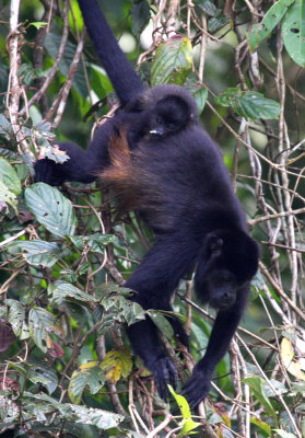 Howler Monkey with baby 03