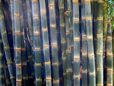 Bamboo 01
