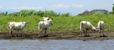 Cattle by the River 01