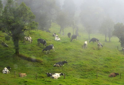 Cattle in the mist 01