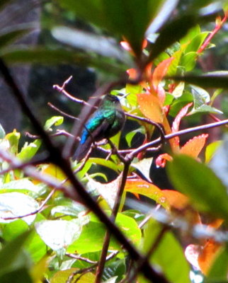 Cloud Forest Hummingbird 01