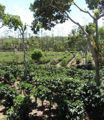 Doka Coffee Plantation 01