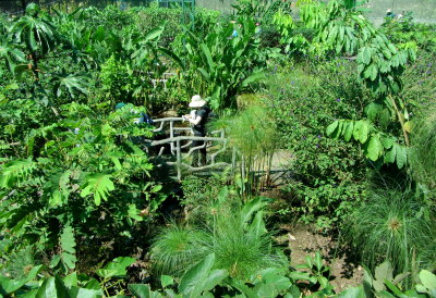 Doka Plantation Butterfly Garden 01
