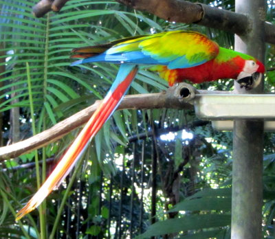 Great Green Macaw 01