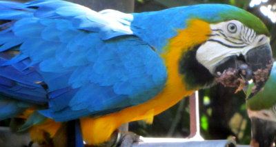 Macaw at Rescate Animal Zooave 01