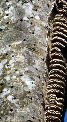 Insect Nest on Tree 01