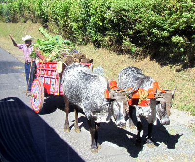 Ox cart by roadside 01