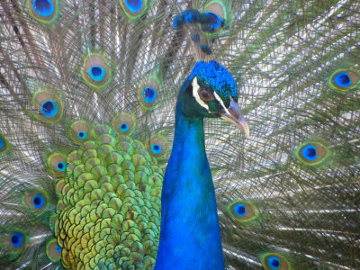 Peacock 03