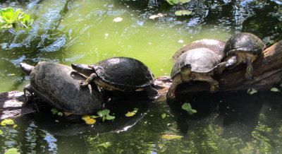 Turtles at Rescate Animal Zooave 01