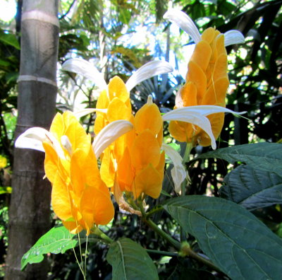 Yellow Flowers 01