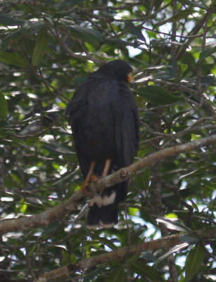 Common Black-Hawk on Rio Tarcoles 01