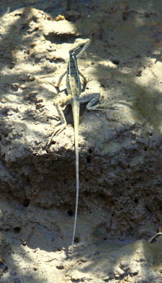 Gecko on riverbank 01