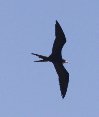 Magnificient Frigatebird at Rio Tarcoles male 01