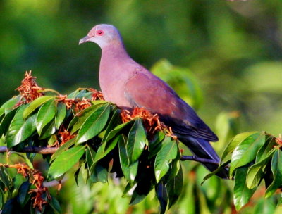 Red-bellied Pigeon 01