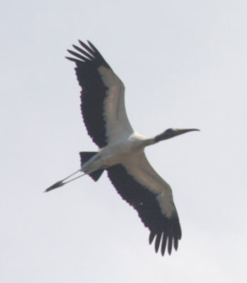 Wood Stork 02