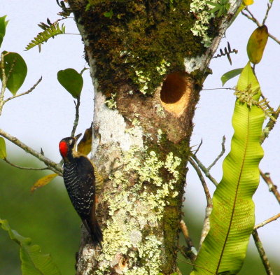 Black-cheeked Woodpecker 02