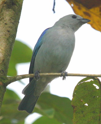 Blue-gray Tanager 01