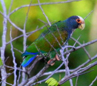 White-crowned Parrot 03