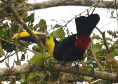 Black-mandibiled Toucan at Mistico Arenal Hanging Bridges Park 01