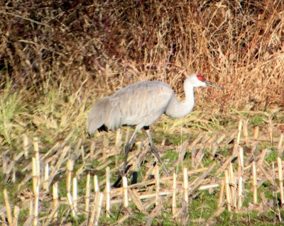 Sandhill Crane East Bridgewater Massachusetts 01