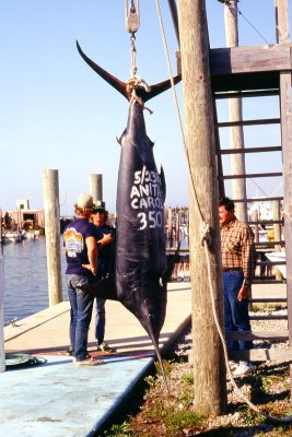 Cape Hatteras Fishing