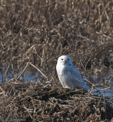 Brig Snowy-11292013-0307.jpg