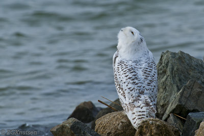 BrigSnowy watching an eagle