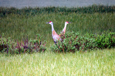 YNP20040105D70.jpg