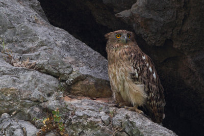 Strigidae (owls)