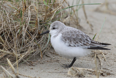 Sanderling (Drieteenstrandloper)