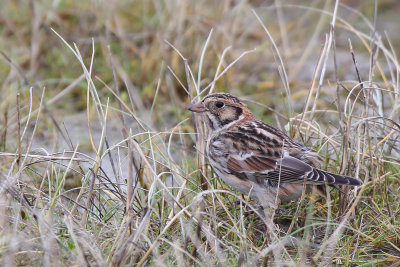 Lapland Longspur (Ijsgors)