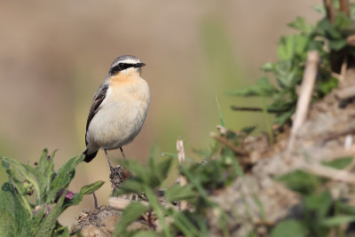 Northern Wheatear (Tapuit)