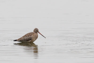 Bar-tailed Godwit (Rosse Grutto)