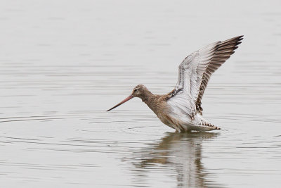 Bart-tailed Godwit (Rosse Grutto)