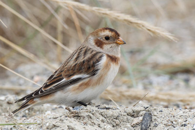 Longspurs, cardinals, grosbeaks & allies