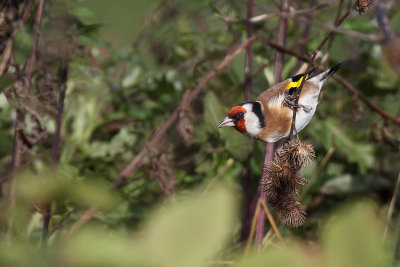 European Goldfinch (Putter)